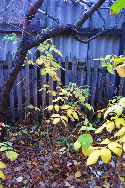 Verde Amarillo Grandes Hojas Frambuesa Otoño Ramas Frambuesa Una Frambuesa — Foto de Stock