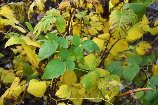 Green Yellow Large Autumn Raspberry Leaves Raspberry Branches Raspberry — Stock Photo, Image