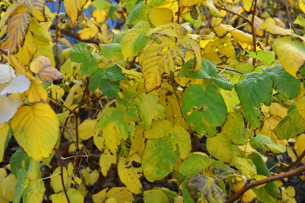 Verde Amarillo Grandes Hojas Frambuesa Otoño Ramas Frambuesa Una Frambuesa —  Fotos de Stock