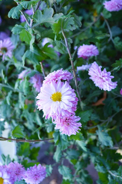 Luminoso Soffice Viola Rosa Crisantemi Autunno Fluffing Sulla Strada Ucraina — Foto Stock