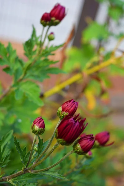 Velvet Cherry Purple Crimson Autumn Chrysanthemums Green Leaves Small Flower — Stock Photo, Image