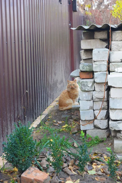 Een Pluizige Gember Kat Zit Buurt Van Een Bruin Metalen — Stockfoto