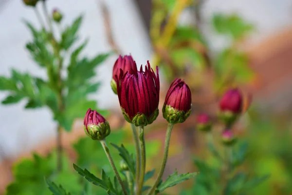 天鹅绒樱桃 深红色的秋天菊花 小花蕾在菊花丛的枝条上生长开花 — 图库照片