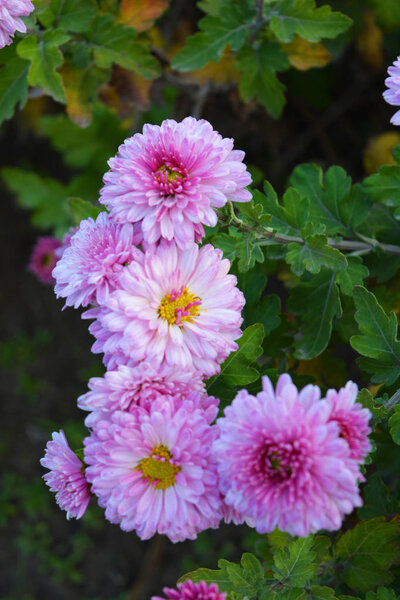 Яркие, пушистые фиолетовые, розовые осенние хризантемы, развевающиеся по улице Украинской. Многолетние цветы, цветущие желтым ядром и темно-зелеными листьями
.