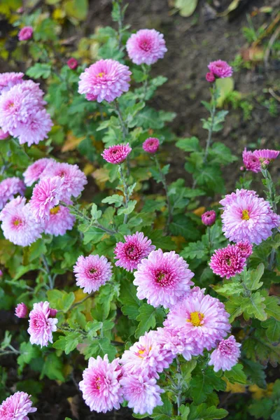 Chrysanthèmes Automne Rose Pourpre Moelleux Qui Flottent Dans Rue Ukrainienne — Photo