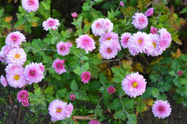 Brillante Mullido Púrpura Crisantemos Otoño Color Rosa Revoloteando Calle Ucrania — Foto de Stock