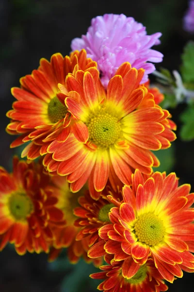 Yellow red and violet, pink autumn chrysanthemum growing on the street of a Ukrainian house. Charming, bright and colorful perennial bouquets of flowers are on the Ukrainian street, near the house.