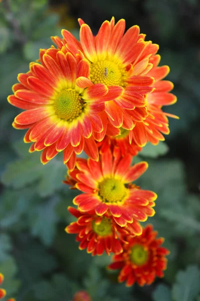 Charmosos Brilhantes Coloridos Buquês Perenes Flores Rua Crisântemo Outono Vermelho — Fotografia de Stock