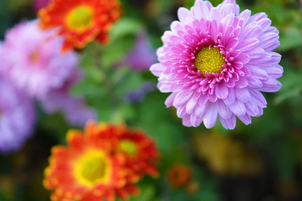 Yellow red and violet, pink autumn chrysanthemum growing on the street of a Ukrainian house. Charming, bright and colorful perennial bouquets of flowers are on the Ukrainian street, near the house.