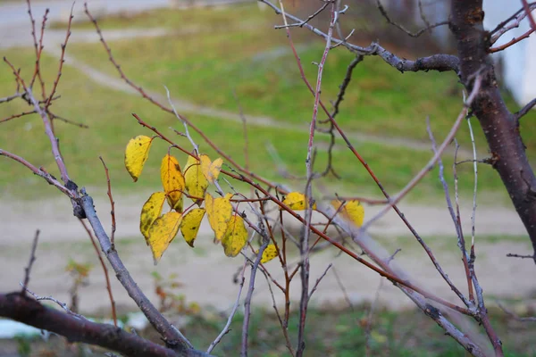 Les Feuilles Jaunes Automne Pèsent Sur Les Branches Jeune Abricot — Photo