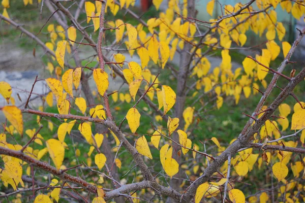 Autumn Yellow Leaves Weigh Branches Young Apricot Tree — Stock Photo, Image