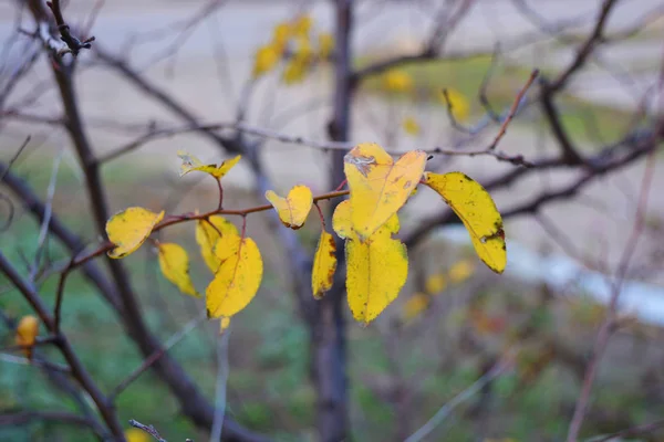 Autumn Yellow Leaves Weigh Branches Young Apricot Tree — Stock Photo, Image