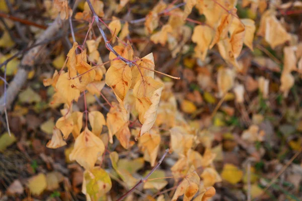 Ağaç Dallarında Altın Sarı Kuru Kavak Yaprakları — Stok fotoğraf