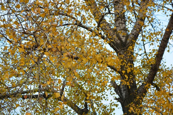 Foglie Pioppo Giallo Autunno Appese Rami Grande Albero Contro Cielo — Foto Stock