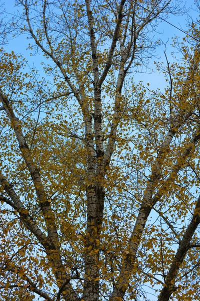 Jesienna Żółta Topola Wisząca Gałęziach Dużego Drzewa Przeciwko Błękitnemu Niebu — Zdjęcie stockowe