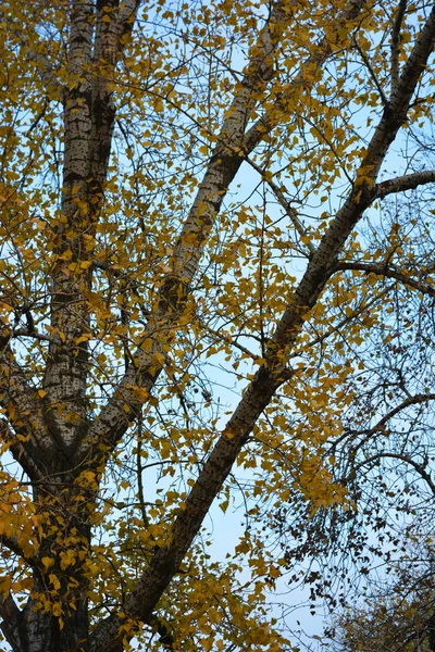 Jesienna Żółta Topola Wisząca Gałęziach Dużego Drzewa Przeciwko Błękitnemu Niebu — Zdjęcie stockowe