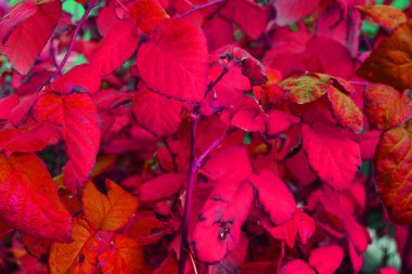 Ahududu ve menekşe büyük sonbahar ahududu yaprakları, dallar, hacimsel çalılar.