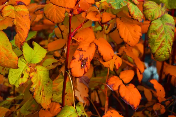 Laranja Amarelo Folhas Framboesa Outono Grandes Verdes Ramos Arbustos Volumosos — Fotografia de Stock