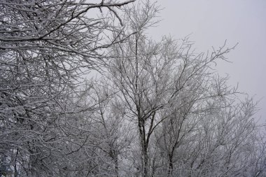 Beyaz kar örtüsü altında güzel kadife ağaçlar, parlak kar toprağı ve Dnipro şehrinde kışın güzel kar taneleri..