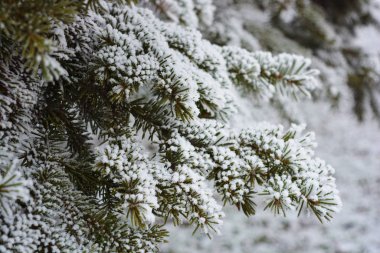 Noel ağacının yeşil dalları, ladin, kar ve kar taneleriyle kaplı beyaz kar tabakasının altında çam. Hoş duyguları olan güzel doğal kış geçmişi..