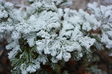 Yeşil parlak ardıç, beyaz kar örtüsü altında haydut, parlak beyaz don ve güzel kar taneleri.