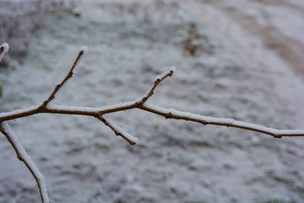美丽的大白葡萄酒和桑树枝条 苹果树 装饰着柔雪的树木 冬天有明亮的霜冻和美丽的雪花 — 图库照片