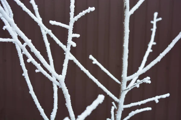 Branches Apricot Tree Snow Cover White Frost Snowflakes Each Branch — 스톡 사진