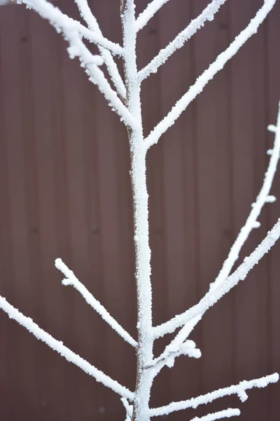 Gałęzie Drzewa Morelowego Pokrywą Śnieżną Białym Mrozem Płatkami Śniegu Każdej — Zdjęcie stockowe