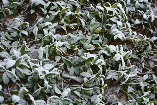Green Leaves Periwinkle Lying White Snow Hoar Frost Winter Colorful — 스톡 사진