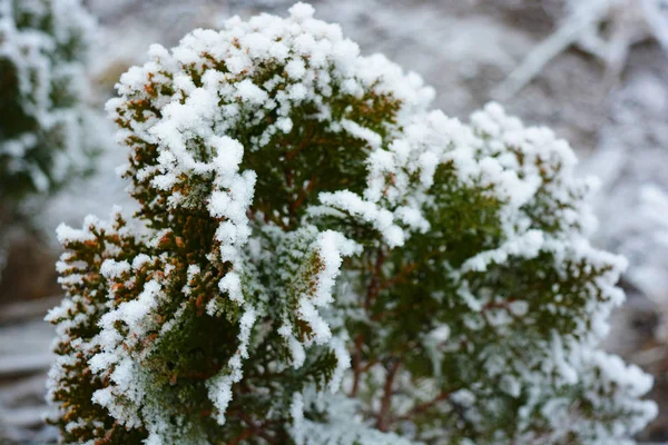 Verde Brillante Thuja Aurena Nana Bajo Una Cubierta Nieve Blanca — Foto de Stock