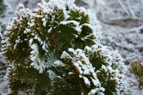 Thuja Brilhante Verde Aurena Nana Abaixo Uma Cobertura Neve Branca — Fotografia de Stock