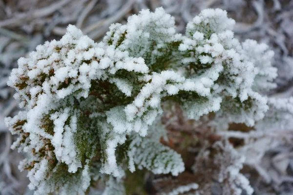 在白雪的覆盖下 明亮的白霜和美丽的雪花下 绿油油的奥雷娜娜娜 — 图库照片