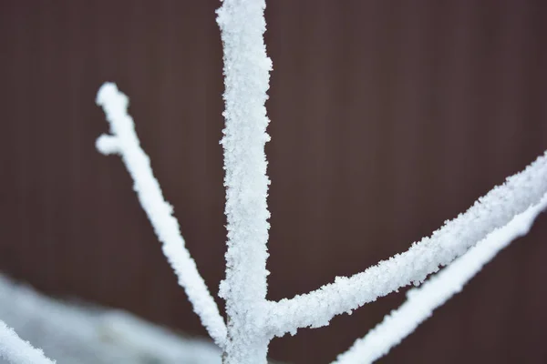 Gałęzie Drzewa Morelowego Pokrywą Śnieżną Białym Mrozem Płatkami Śniegu Każdej — Zdjęcie stockowe