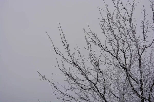 Schöne Samtene Bäume Unter Einer Weißen Schneedecke Heller Raureif Und — Stockfoto