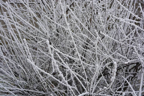 Hermosa Verka Grande Ramas Morera Manzano Árboles Decorados Con Nieve —  Fotos de Stock
