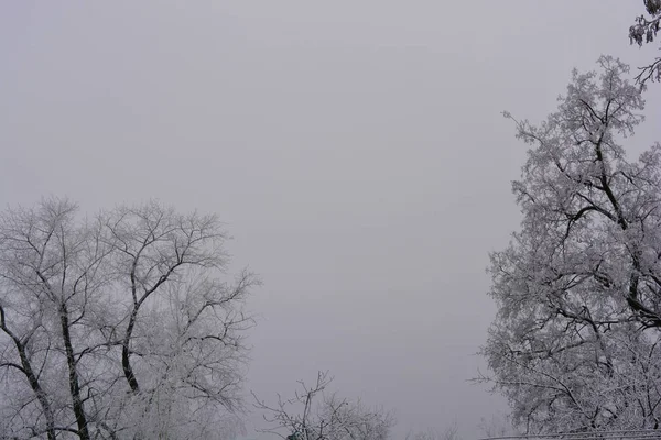 Gyönyörű Bársony Fák Alatt Fehér Fényes Rekedt Gyönyörű Hópelyhek Télen — Stock Fotó