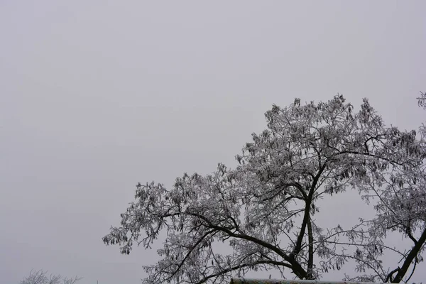 Beautiful Velvet Trees Cover White Snow Bright Hoarfrost Beautiful Snowflakes — Stock Photo, Image