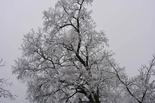 德涅斯特河畔 美丽的天鹅绒树在白雪的覆盖下 冬天的霜冻斑斑 美丽的雪花 — 图库照片