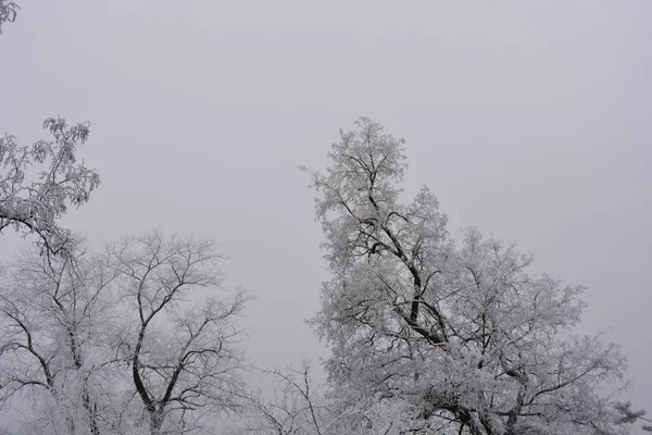 白い雪 明るい霜 ドニプロ市の冬の美しい雪の結晶のカバーの下の美しいベルベットの木 — ストック写真