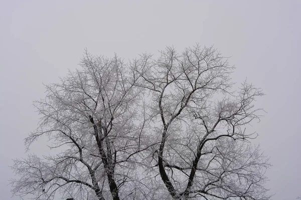 德涅斯特河畔 美丽的天鹅绒树在白雪的覆盖下 冬天的霜冻斑斑 美丽的雪花 — 图库照片