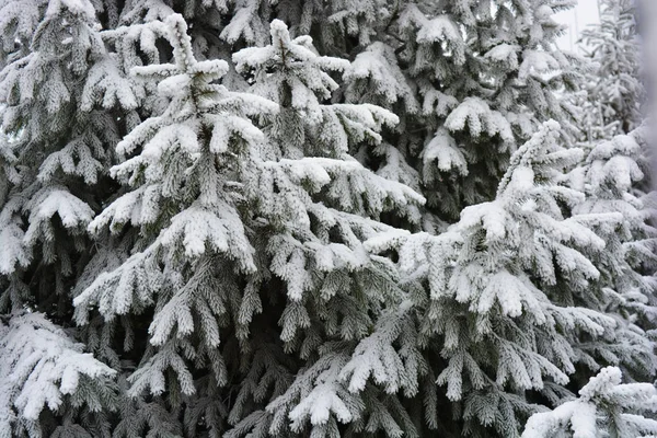 Green branches of a Christmas tree, spruce, pine under a layer of white snow covered with frost and snowflakes. Beautiful natural winter background with pleasant emotions.