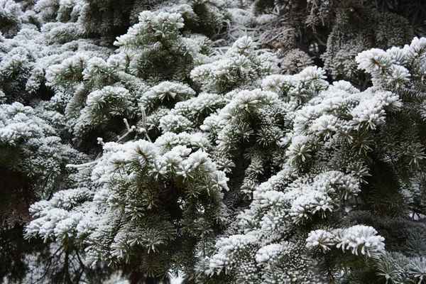Ramos Verdes Uma Árvore Natal Abeto Pinheiro Abaixo Uma Camada — Fotografia de Stock