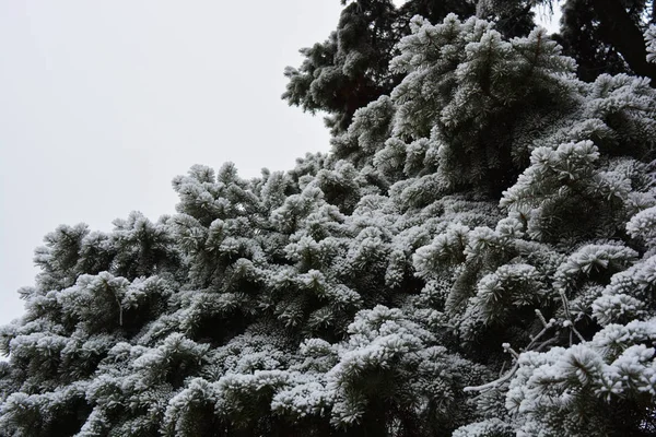 圣诞树的绿枝 松树下的一层白雪覆盖着霜冻和雪花 美丽的冬季背景 情绪愉悦 — 图库照片