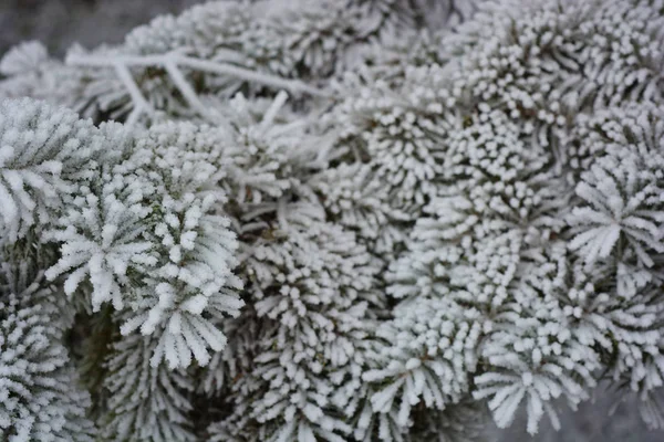 圣诞树的绿枝 松树下的一层白雪覆盖着霜冻和雪花 美丽的冬季背景 情绪愉悦 — 图库照片