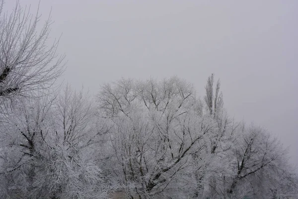 白い雪 明るい霜 ドニプロ市の冬の美しい雪の結晶のカバーの下の美しいベルベットの木 — ストック写真