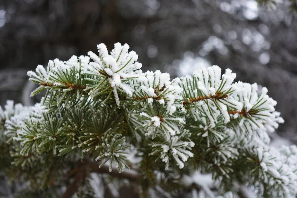 Ramos Verdes Uma Árvore Natal Abeto Pinheiro Abaixo Uma Camada — Fotografia de Stock
