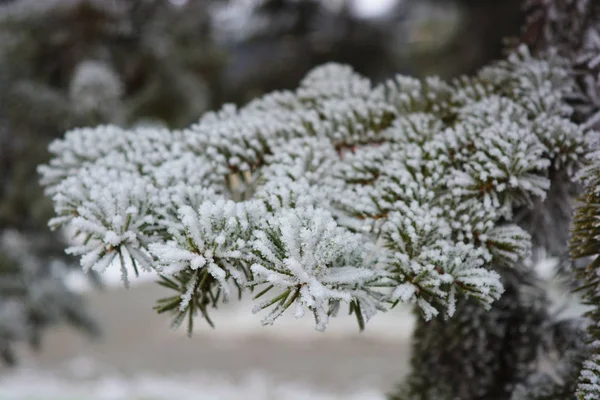 Зелені Гілки Ялинки Ялини Сосни Під Шаром Білого Снігу Покритого — стокове фото