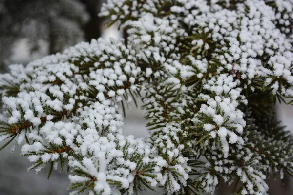 Green Branches Christmas Tree Spruce Pine Layer White Snow Covered — Stock Photo, Image