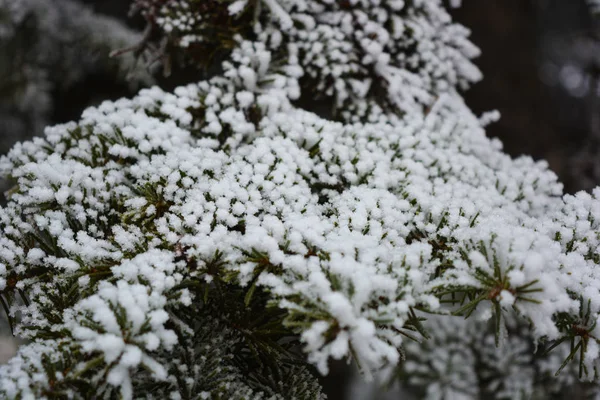 Green Branches Christmas Tree Spruce Pine Layer White Snow Covered — Stock Photo, Image