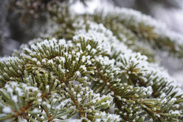 Zielone Gałęzie Choinki Świerku Sosny Pod Warstwą Białego Śniegu Pokrytego — Zdjęcie stockowe